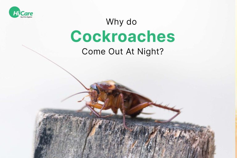 Why Do Cockroaches Come Out at Night
